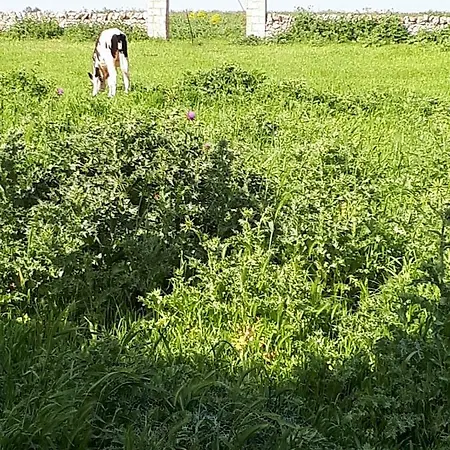 Летний дом Masseria Cassiere Моттола