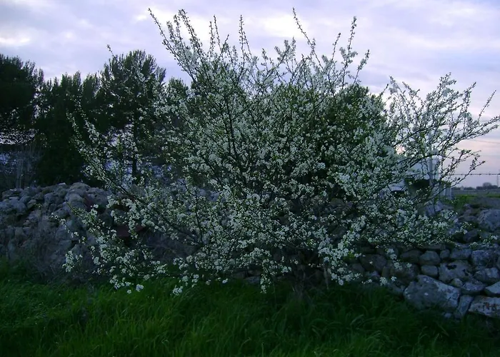 Masseria Cassiere Landsted *